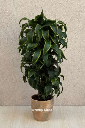 Dracena Lemon Lime Serisi 3