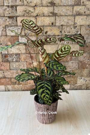 Calathea Serisi 6