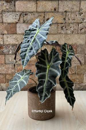 Alocasia Polly