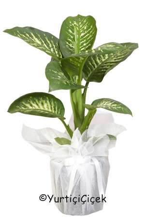 Dieffenbachia Bitkisi