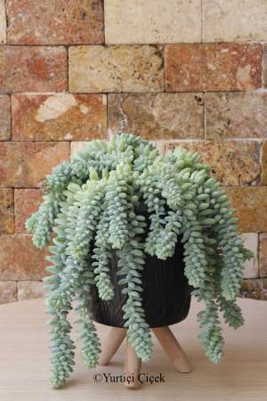 Sedum Morganianum Sukulent