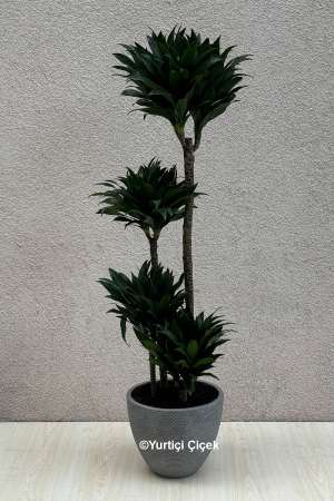 Kompakt Dracena 1