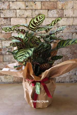 Calathea Serisi 5