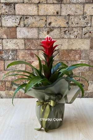 Guzmania Hope Bitkisi