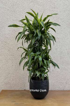 Dracena Lemon Lime Serisi 4