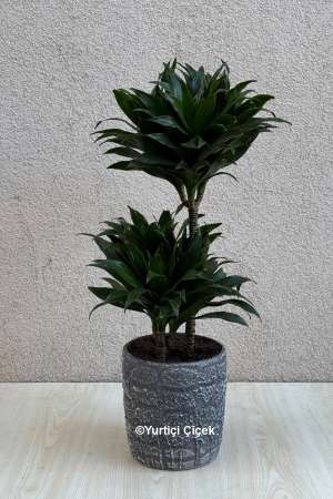 Kompakt Dracena 2