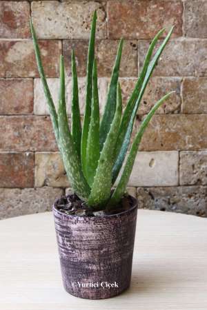 Aloe Vera Bitkisi