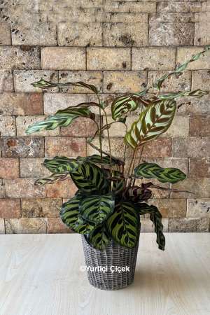 Calathea Serisi 7