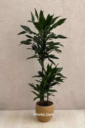 Dracaena Fragrans