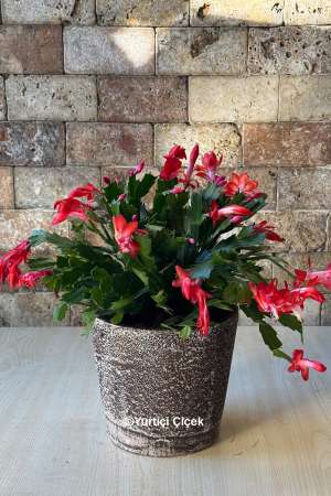 Yılbaşı Çiçeği (Schlumbergera) 