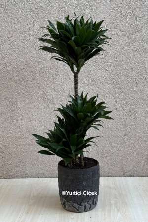 Kompakt Dracena 3