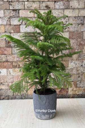 Araucaria Çam Bonsai 3